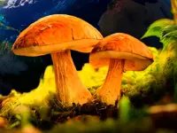 Mushroomers 2 New Season image